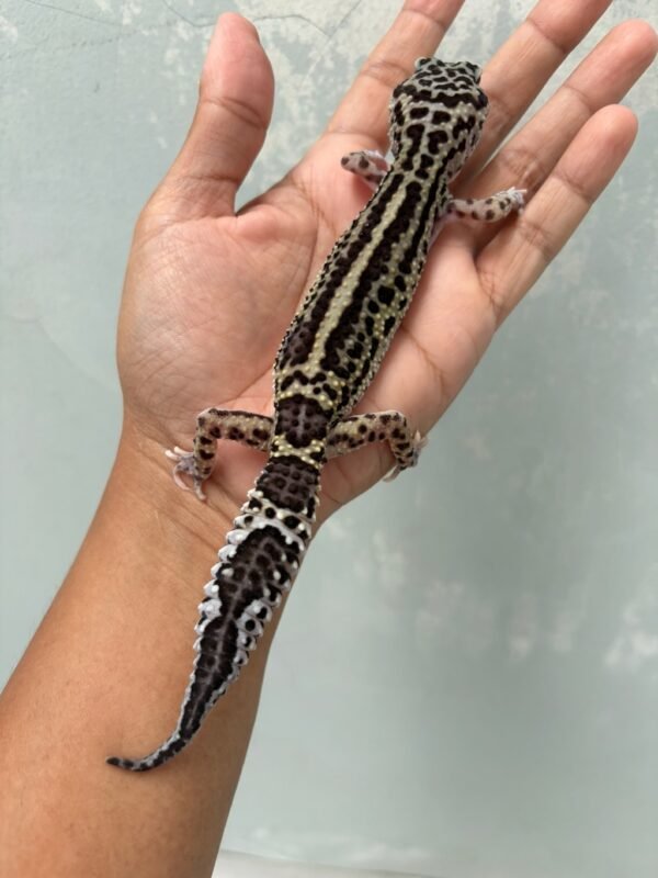 IMG_4374 jual gecko mack snow black night stripe het eclipse betina indukan bahan panda