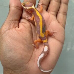 jual gecko tangerine tremper bold stripe incub jantan baby