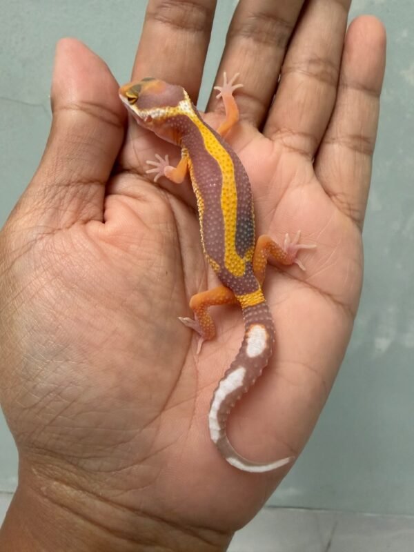 jual gecko tangerine tremper bold stripe incub jantan baby