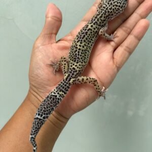 jual gecko mack snow black night ph raptor betina indukan murah