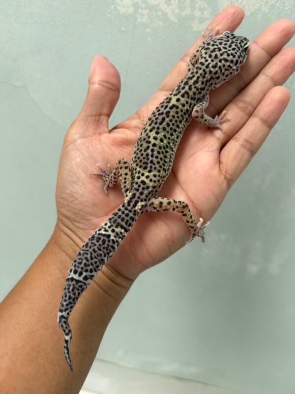 IMG_4379 jual gecko mack snow black night ph raptor betina indukan murah