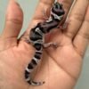 IMG_4383 jual gecko mack snow black night cross het raptor jantan nice pattern