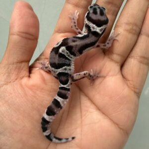 jual gecko mack snow black night cross het raptor jantan nice pattern