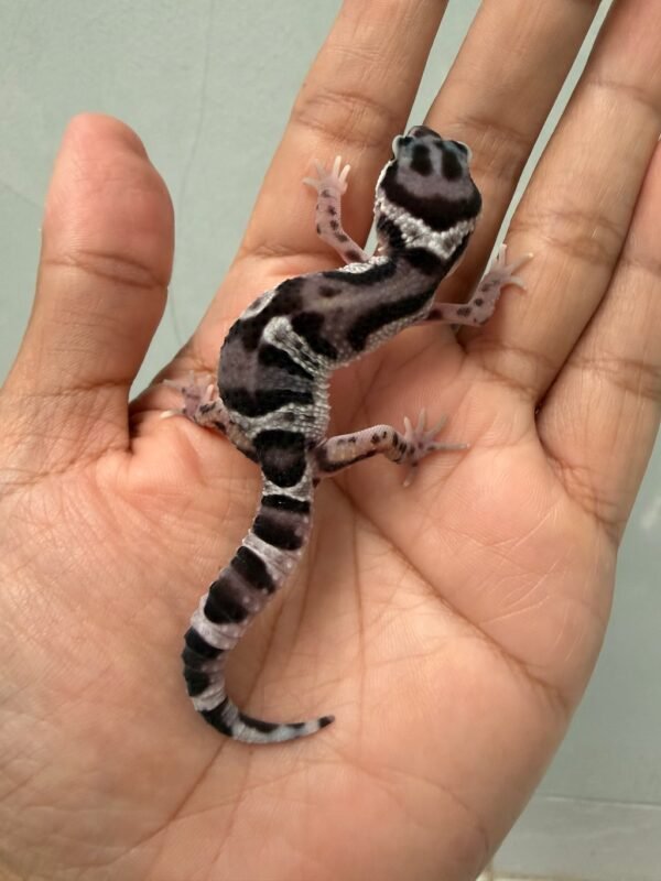 IMG_4383 jual gecko mack snow black night cross het raptor jantan nice pattern