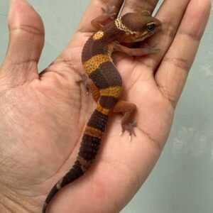 IMG_4631 jual gecko tangerine dark chocolate jantan