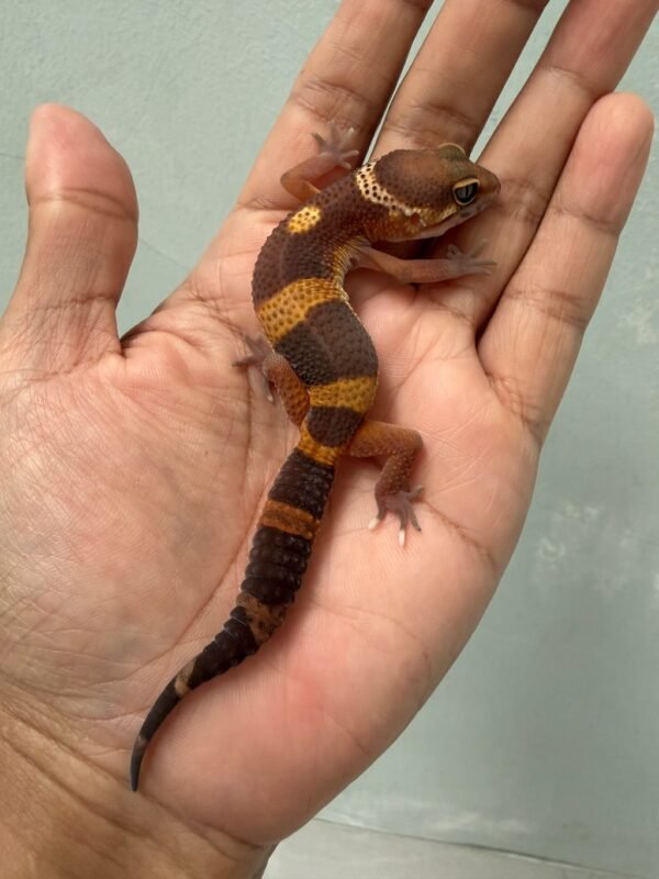 IMG_4631 jual gecko tangerine dark chocolate jantan