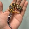 IMG_4634 jual leopard gecko black night cross het raptor jantan