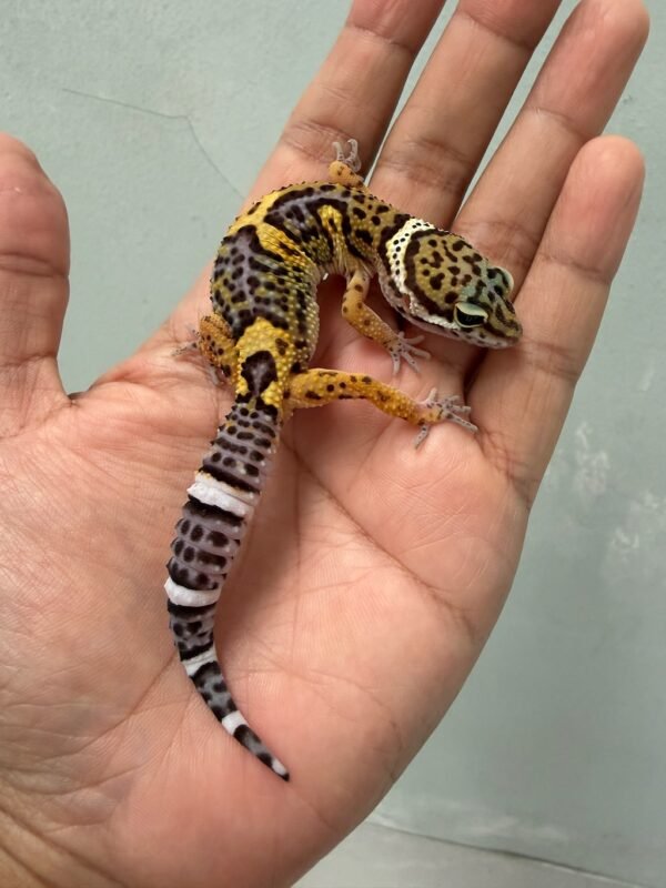IMG_4634 jual leopard gecko black night cross het raptor jantan