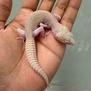 IMG_4639 jual gecko super radar het white knight jantan