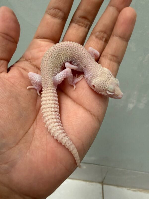 IMG_4639 jual gecko super radar het white knight jantan