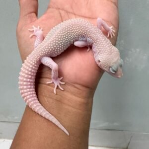 IMG_4642 jual gecko super ember jantan