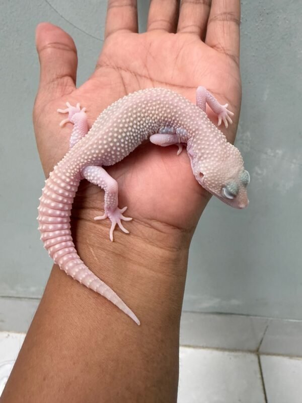 IMG_4642 jual gecko super ember jantan