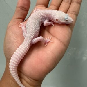 IMG_4648 jual leopard gecko universe albino jantan