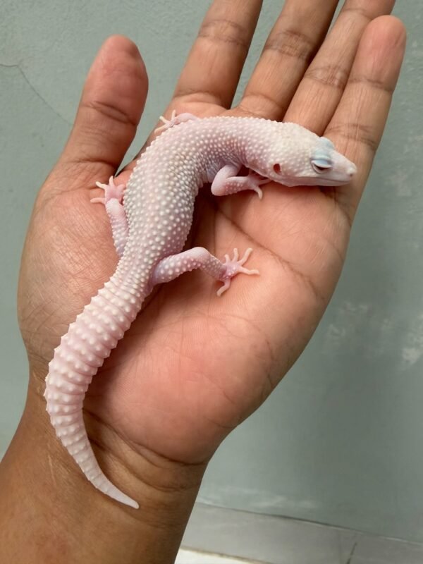 IMG_4648 jual leopard gecko universe albino jantan