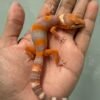IMG_4651 jual leopard gecko fire tremper repjak line jantan most wanted