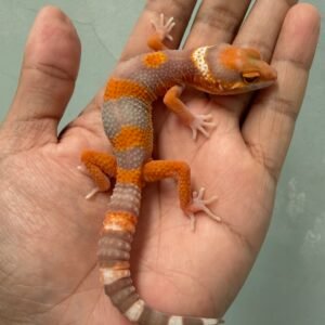 IMG_4651 jual leopard gecko fire tremper repjak line jantan most wanted