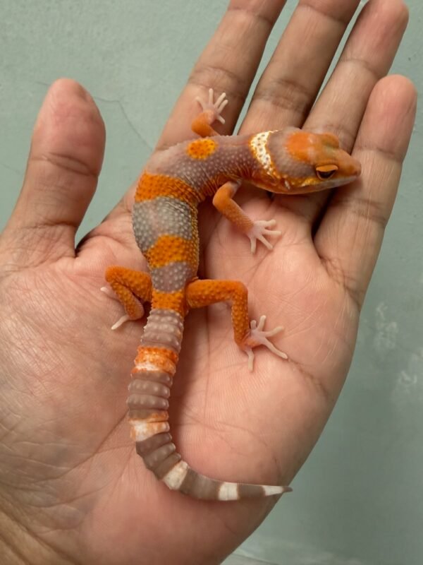 IMG_4651 jual leopard gecko fire tremper repjak line jantan most wanted