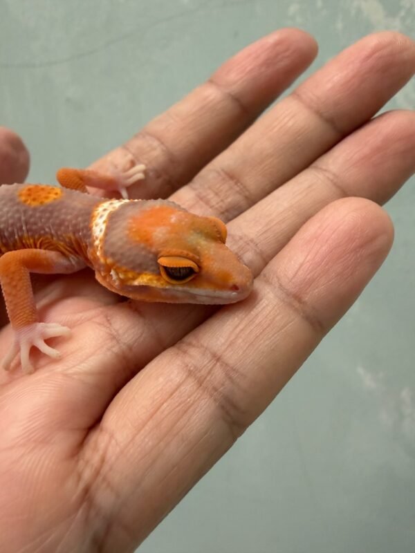 IMG_4652 Fire Tremper Repjak Line - Jantan - R261381 - MOST WANTED