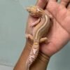 IMG_4665 jual gecko snow chocolate bold stripe jantan rare