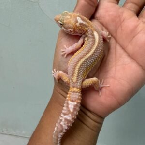 IMG_4665 jual gecko snow chocolate bold stripe jantan rare