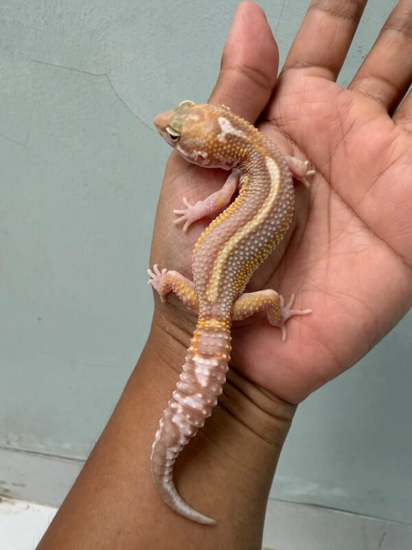 IMG_4665 jual gecko snow chocolate bold stripe jantan rare