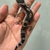 IMG_4669 jual gecko black night het tremper jantan