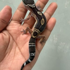 IMG_4669 jual gecko black night het tremper jantan