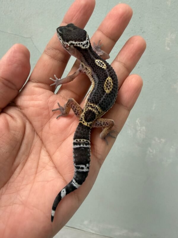 IMG_4669 jual gecko black night het tremper jantan