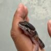 IMG_4670 Black Night het Tremper - Jantan - R261544