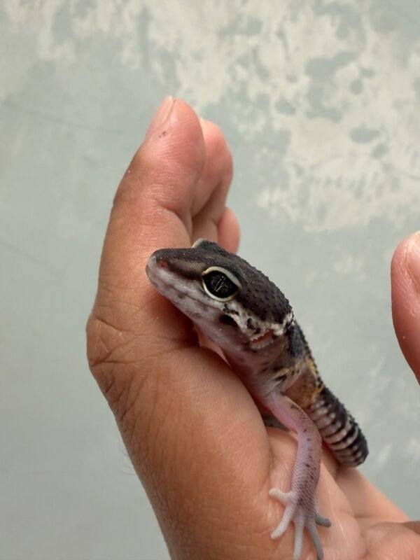 IMG_4670 Black Night het Tremper - Jantan - R261544