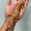 IMG_4680 jual leopard gecko tangerine chocolate jungle jantan big body