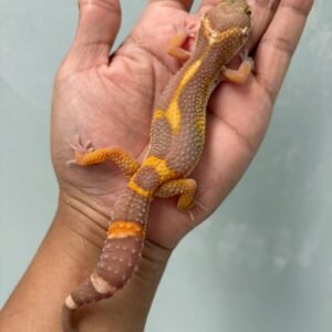 IMG_4680 jual leopard gecko tangerine chocolate jungle jantan big body