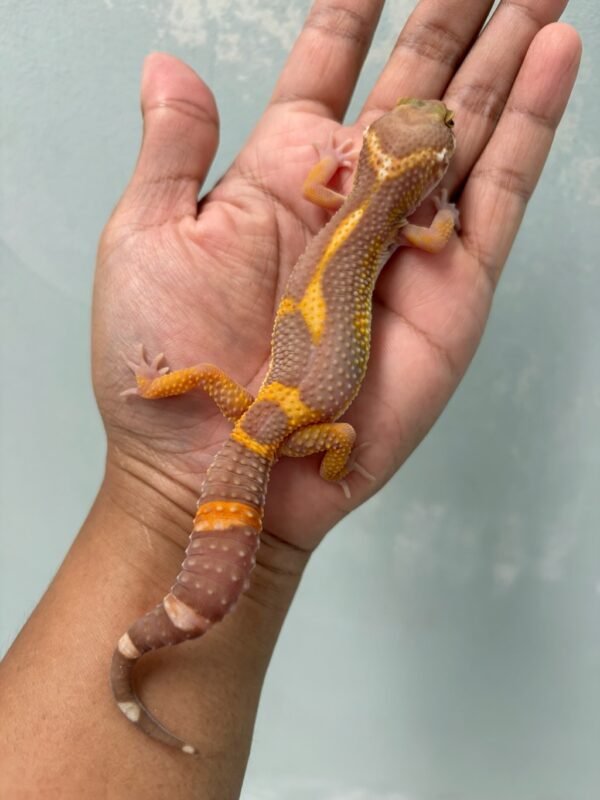 IMG_4680 jual leopard gecko tangerine chocolate jungle jantan big body