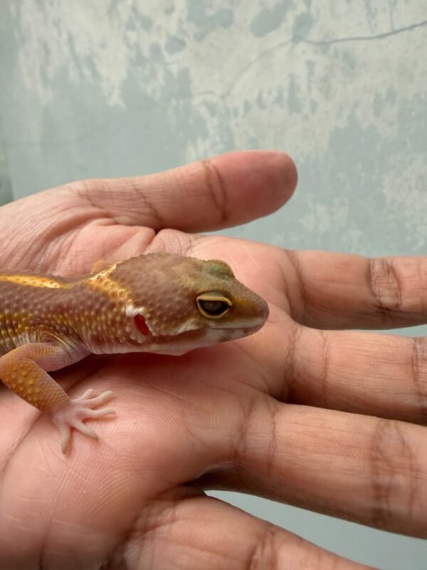 IMG_4681 (1) Tangerine Chocolate Jungle ph RAPTOR - Jantan - R261176 - BIG BODY