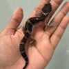 IMG_4683 jual gecko black night het bell albino jantan