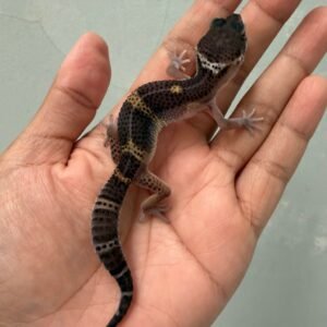 IMG_4683 jual gecko black night het bell albino jantan