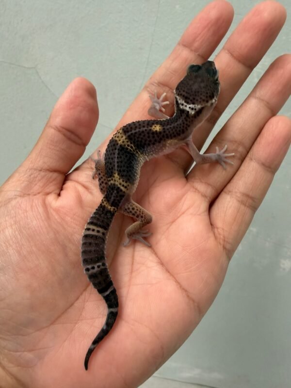 IMG_4683 jual gecko black night het bell albino jantan