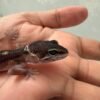 IMG_4684 Black Night het Bell Albino - Jantan - R261234