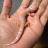 jual gecko bell lavender black night cross incub betina baby