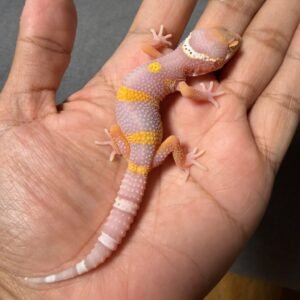 IMG_4772 jual gecko bell lavender black night cross incub betina baby