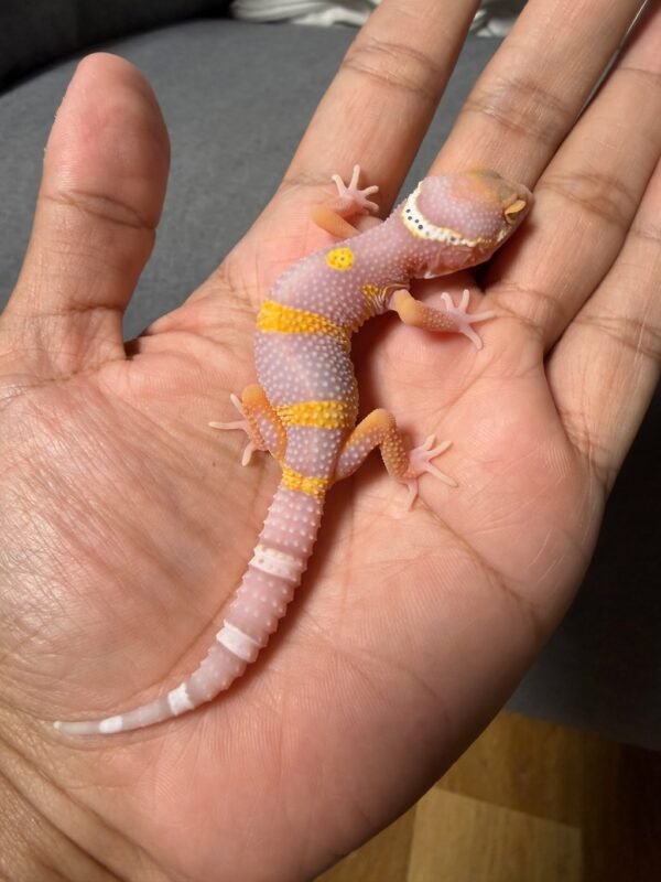 jual gecko bell lavender black night cross incub betina baby