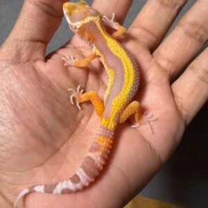 IMG_4786 jual gecko tangerine tremper bold stripe betina
