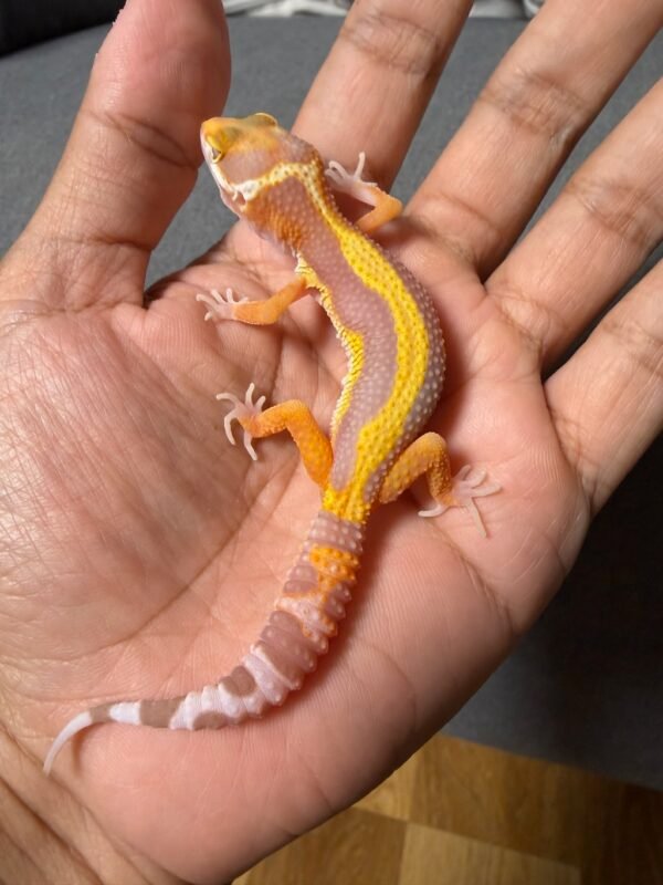 IMG_4786 jual gecko tangerine tremper bold stripe betina