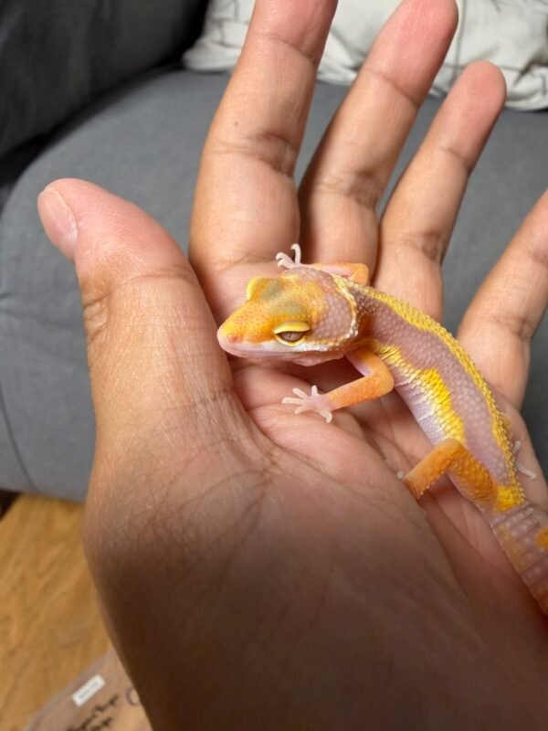 IMG_4787 Tangerine Tremper Bold Stripe - Betina - R261742 - BAHAN BAGUS