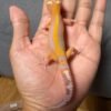 IMG_4791 jual gecko tremper lavender stripe jantan