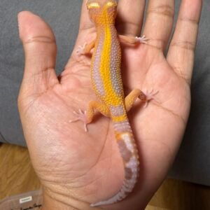 IMG_4791 jual gecko tremper lavender stripe jantan