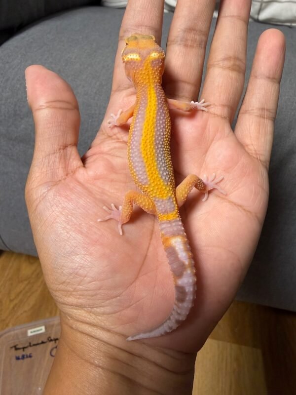 IMG_4791 jual gecko tremper lavender stripe jantan