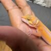 IMG_4792 Tremper Lavender Stripe - Jantan - R262035 - BIG BODY