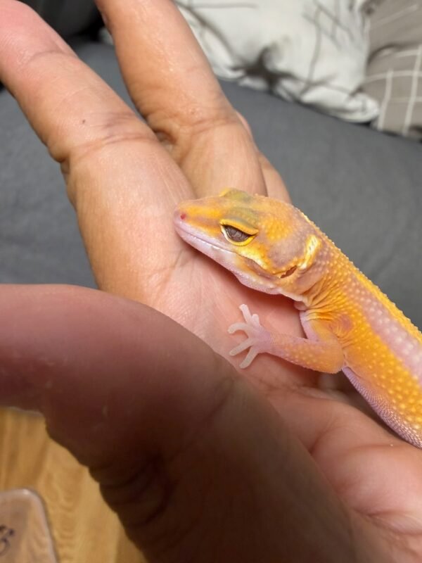 IMG_4792 Tremper Lavender Stripe - Jantan - R262035 - BIG BODY