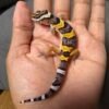 IMG_4794 jual gecko tangerine black night cross het bell jantan